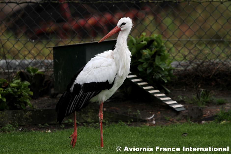 Cigogne blanche