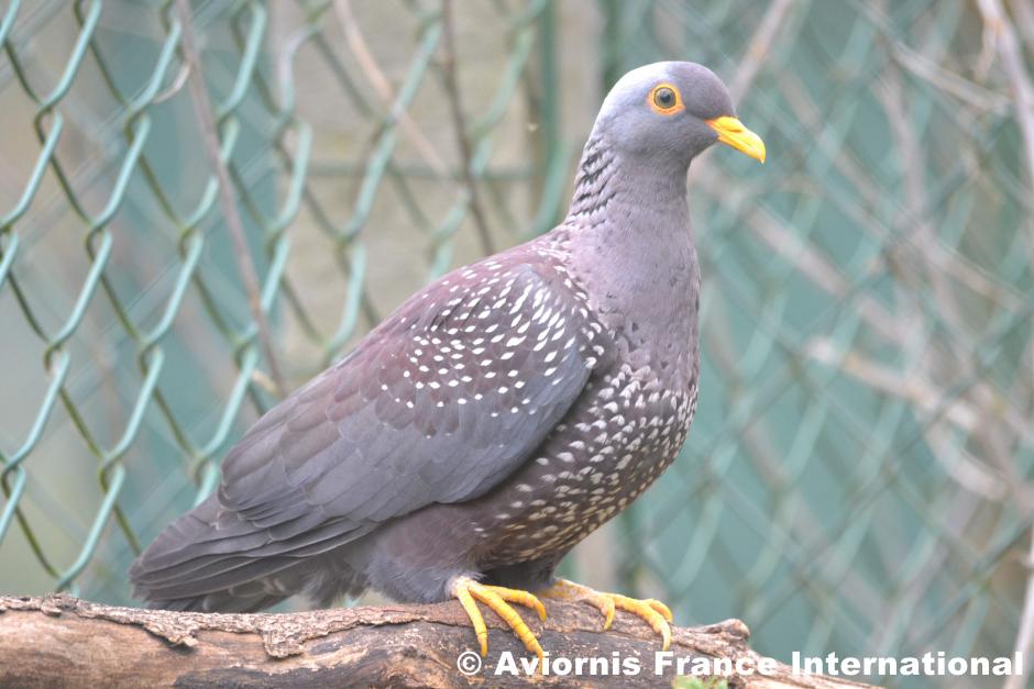 Pigeon rameron ou pigeon des olives
